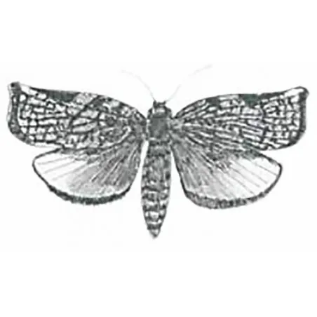 Archips podana